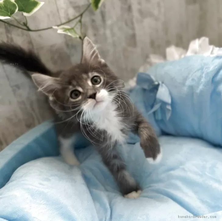 ID：2504-02695の子猫