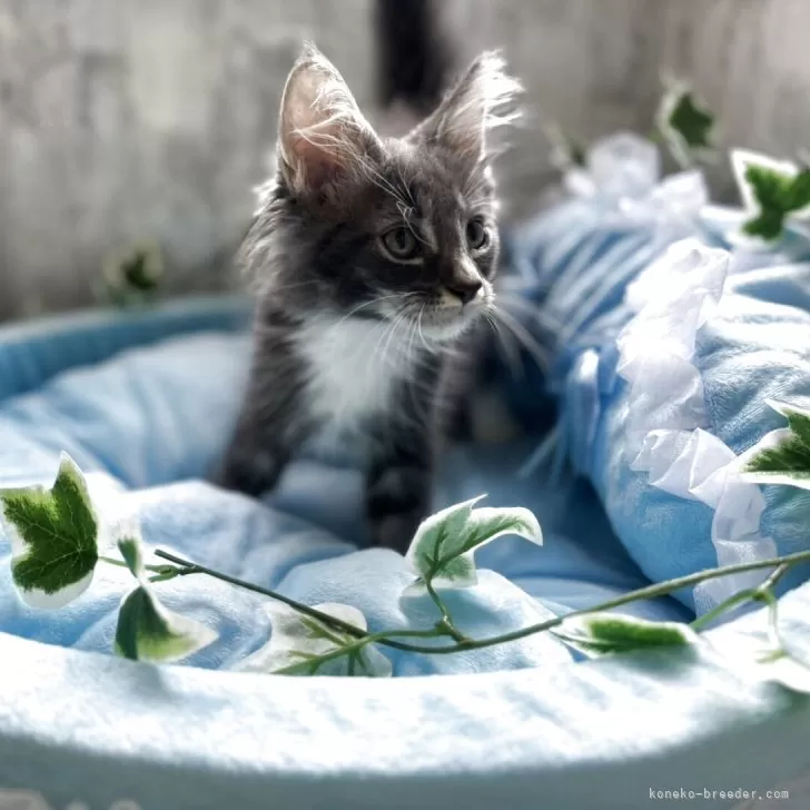 ID:2508-00040の子猫