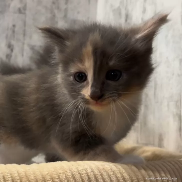 ID:2412-02498の子猫