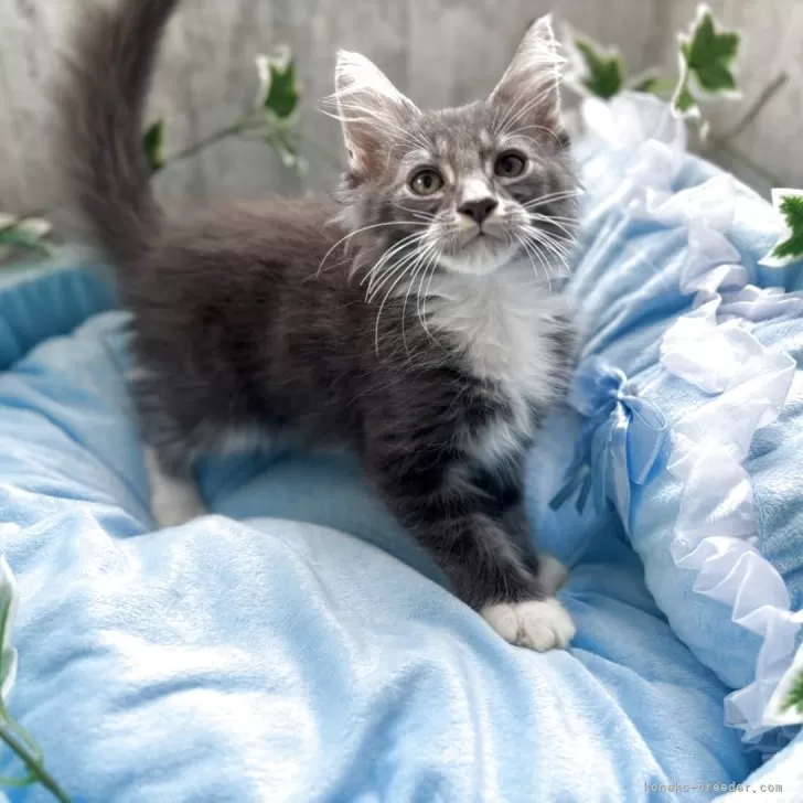 ID：2507-02804の子猫