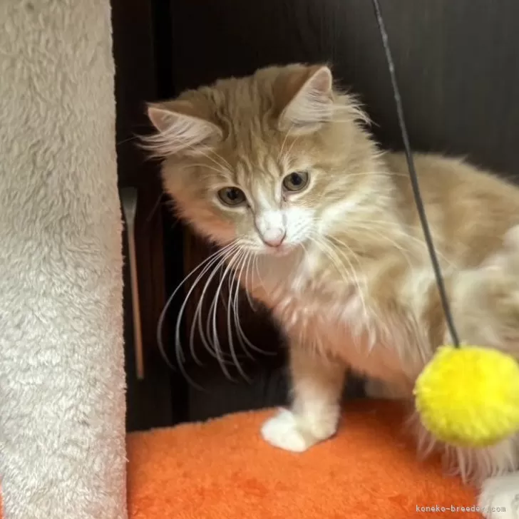 メインクーン×ノルウェージャン【北海道・男の子・2025年7月16日・クリームタビー&ホワイト】の写真1「兄妹の中で一番大きい子です‼️ご飯ももりもり食べますよ😋」