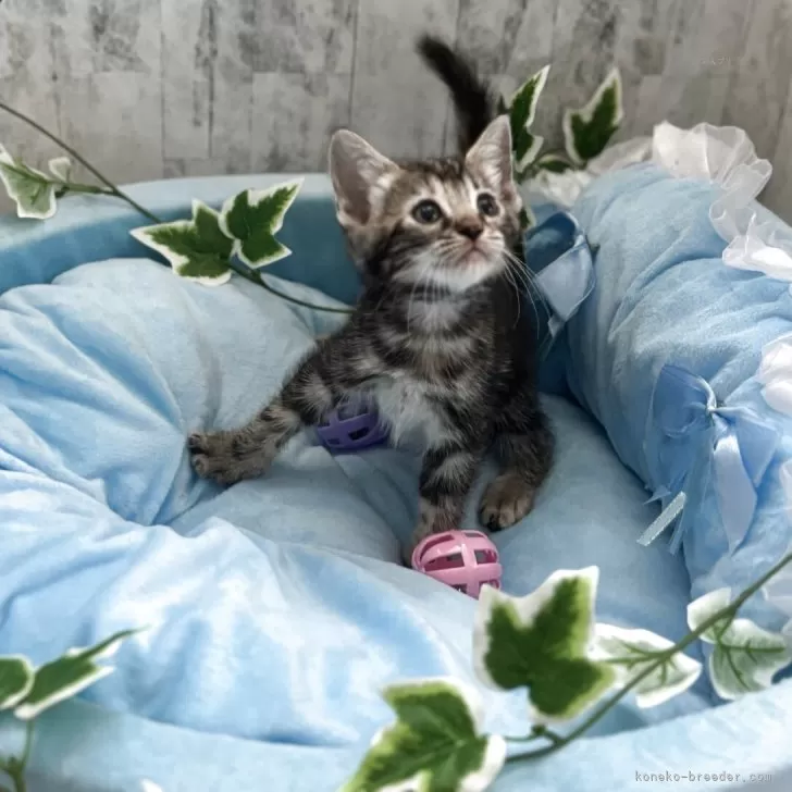ID：2506-02542の子猫