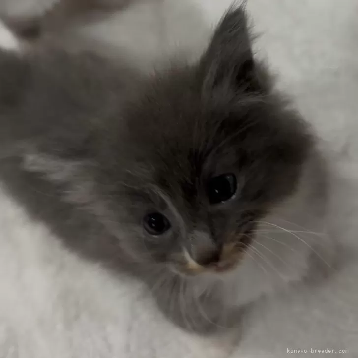 ID：2412-02736の子猫