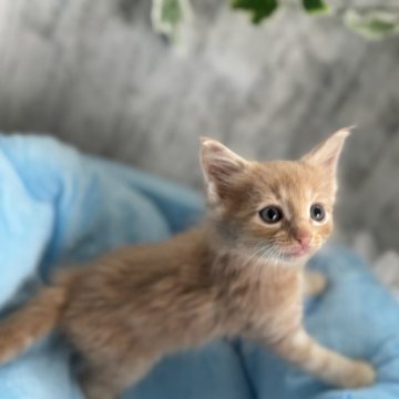 メインクーン【北海道・男の子・2025年4月6日・クリームタビー】の写真「ママ似で愛らしいお顔の子です。」