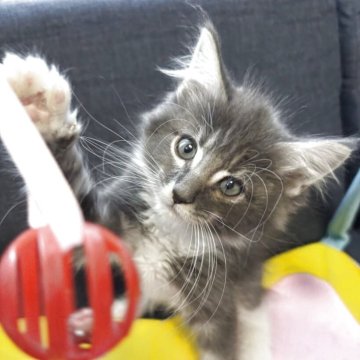 メインクーン【北海道・男の子・2025年8月26日・ブルータビー&ホワイト】の写真「人気のブルー系でとても可愛い子です✨」