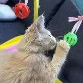 メインクーン【北海道・男の子・2025年8月25日・クリームタビー】の写真3