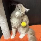 メインクーン×ノルウェージャン【北海道・男の子・2025年7月16日・クリームタビー&ホワイト】の写真5