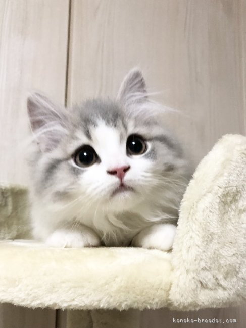 小山栄治郎ブリーダー