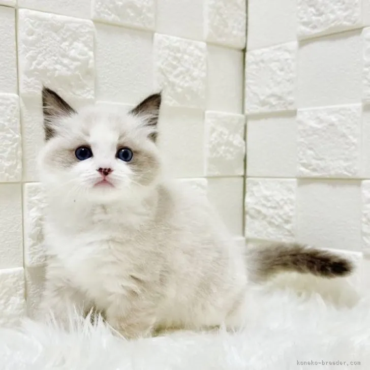 ID：2310-02632の子猫