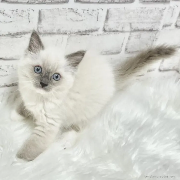 ID:2304-02095の子猫