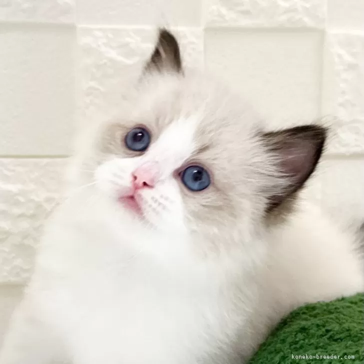 ID:2507-00410の子猫