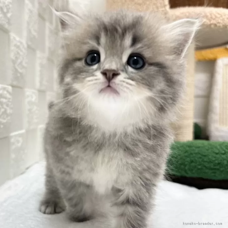 ID:2508-03057の子猫