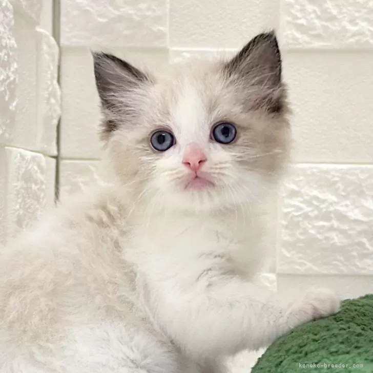 ID：2508-02292の子猫