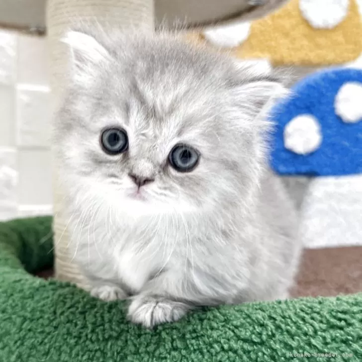 ID：2505-01683の子猫