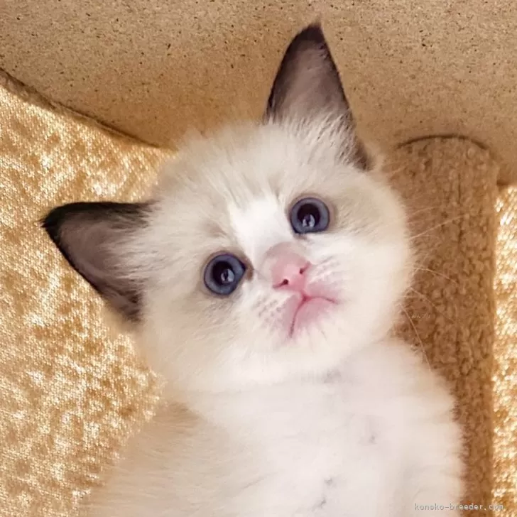 ID：2503-02210の子猫