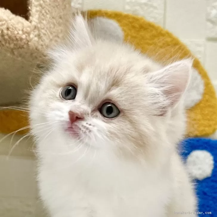 Y.N 様のお迎えした子猫