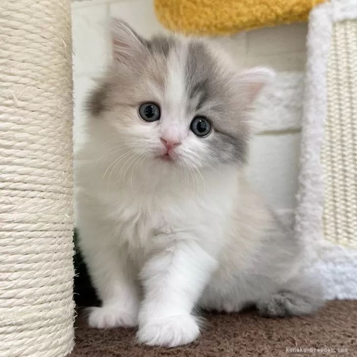 ID：2412-01839の子猫