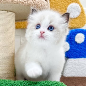 ラグドール【三重県・男の子・2025年5月29日・シールポイントバイカラー（ロングヘア）】の写真「吸い込まれそうなほど綺麗なブルー目で毛吹き最高💕」