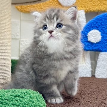 マンチカン(長足)【三重県・男の子・2025年7月24日・ブルータビー&ホワイト（ロングヘア）】の写真「とっても美形でお目目クリクリの男の子💕」