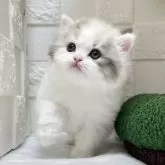 ミヌエット(長足)