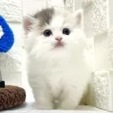 ミヌエット(長足)