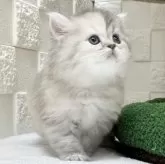 ミヌエット(長足)