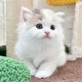 マンチカン(長足)