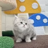 ミヌエット(長足)【三重県・女の子・2025年10月7日・ブルータビー&ホワイト】の写真2