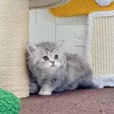 ミヌエット(長足)【三重県・女の子・2025年10月7日・ブルータビー&ホワイト】の写真3