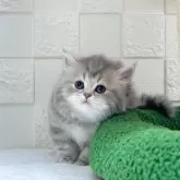 ミヌエット(長足)【三重県・女の子・2025年10月7日・ブルータビー&ホワイト】の写真4