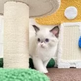 ラグドール【三重県・男の子・2025年7月11日・シールポイントバイカラー】の写真4