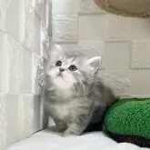 ミヌエット(長足)【三重県・女の子・2025年10月7日・ブルータビー&ホワイト】の写真5