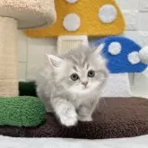 ミヌエット(長足)【三重県・女の子・2025年10月7日・ブルータビー&ホワイト】の写真6