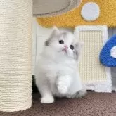 ミヌエット(長足)【三重県・女の子・2025年9月25日・ダイリュートキャリコ】の写真7