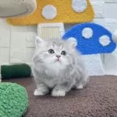 ミヌエット(長足)【三重県・女の子・2025年10月7日・ブルータビー&ホワイト】の写真7