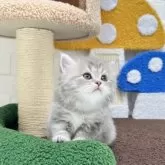 ミヌエット(長足)【三重県・女の子・2025年10月7日・ブルータビー&ホワイト】の写真8