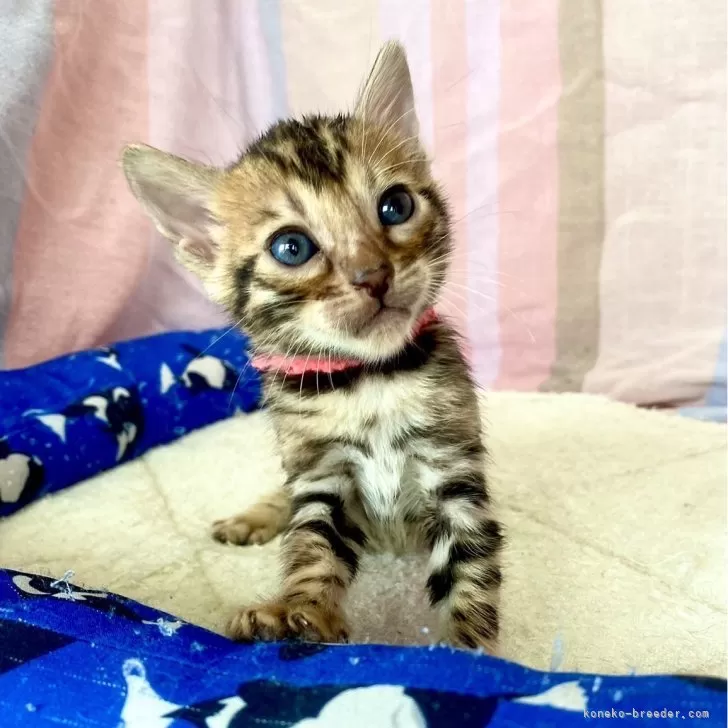 ID:2405-02937の子猫