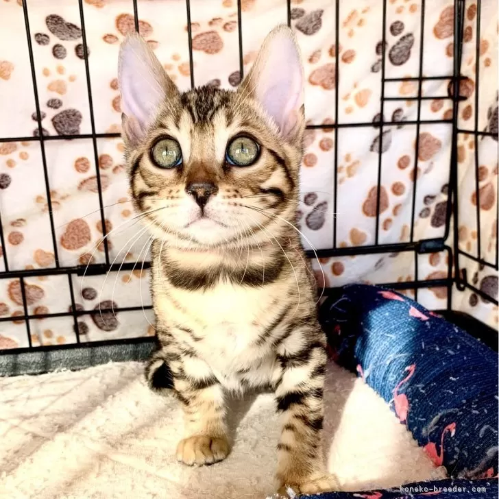 ID:2409-02697の子猫