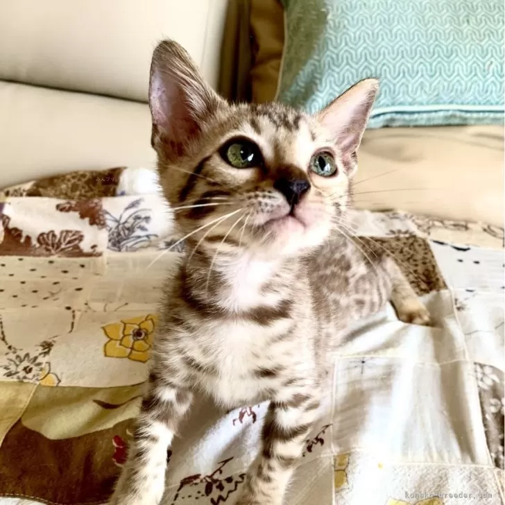 ID：2405-01123の子猫