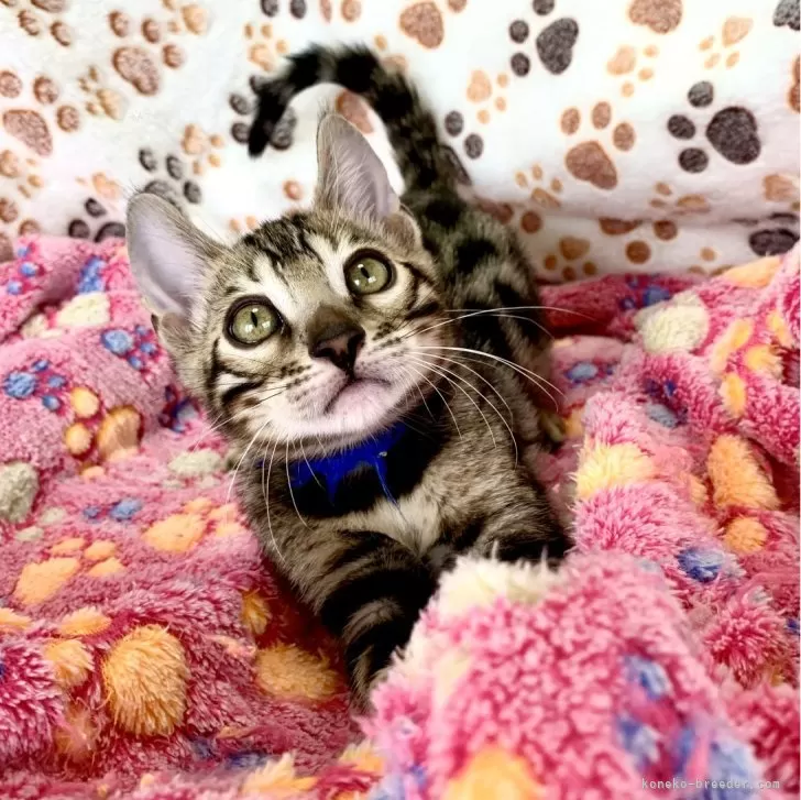 ID:2409-02692の子猫