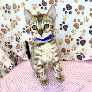 ベンガル【静岡県・男の子・2024年6月28日・シールミンクチャコールスポテッドタビー(ロゼット)】の写真「レアカラーのスノーベンガルの男の子💙」