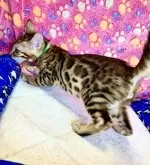 ベンガル【静岡県・男の子・2024年4月18日・ブラウンスポテッドタビー(ロゼット)】の写真5