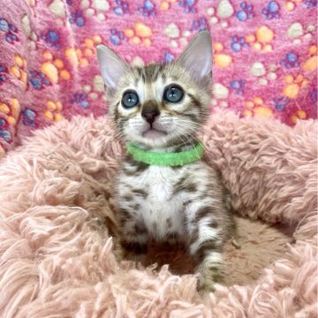 ベンガル【静岡県・男の子・2025年8月24日・シールミンクスポテットタビー(ロゼット)】の写真「スノーベンガルの男の子🐾」