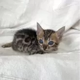 ベンガル