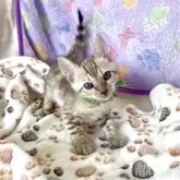 ベンガル