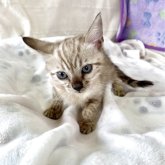 ベンガル
