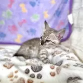 ベンガル
