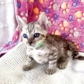 ベンガル