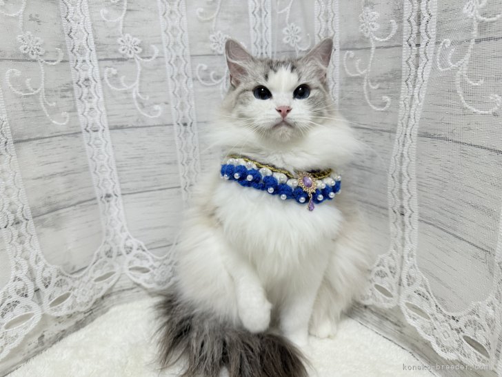 ラグドール【・女の子・2024年6月4日・ブルーリンクスポイントバイカラー】