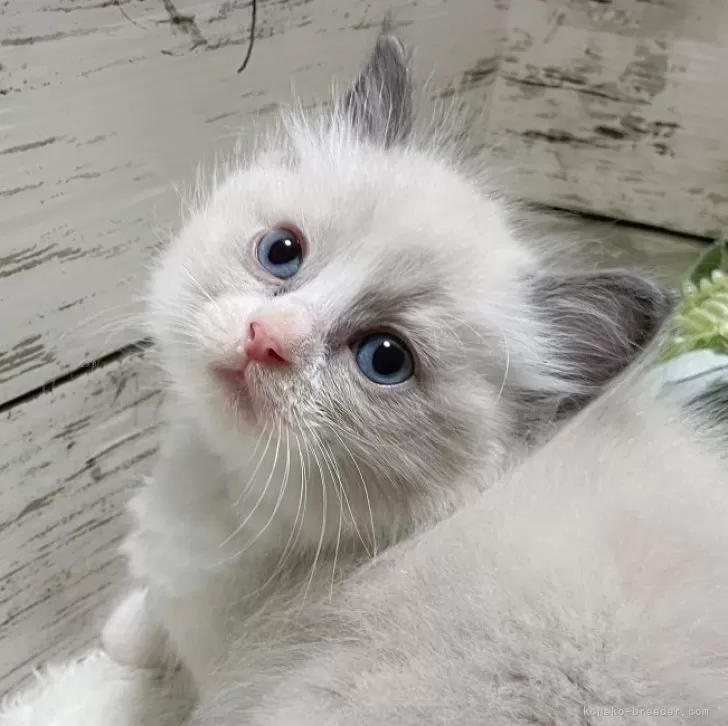 ID：2409-01986の子猫